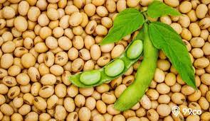 Kacang Kedelai Lokal